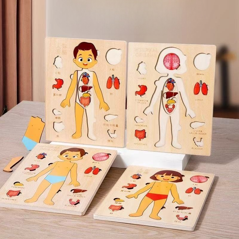 Human Body Puzzle - Montessori quebra-cabeças ocupado placa corpo humano