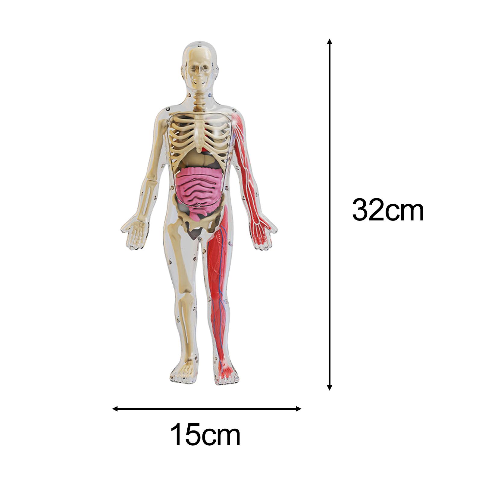 Human Body Puzzle - Kits de quebra-cabeça do corpo humano,