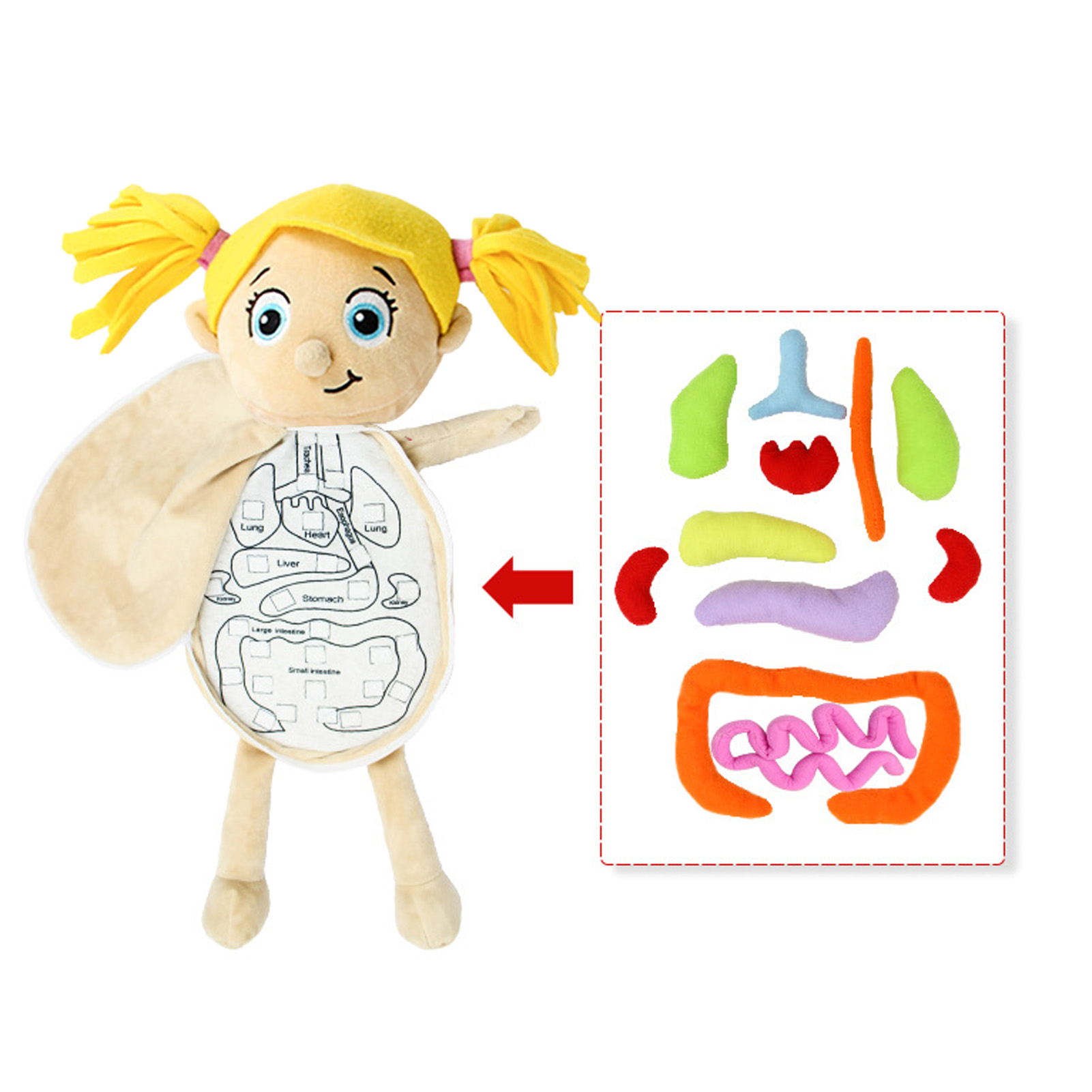 3D Órgãos Anatomia Modelo Brin - Human Body Puzzle avaliação e preço