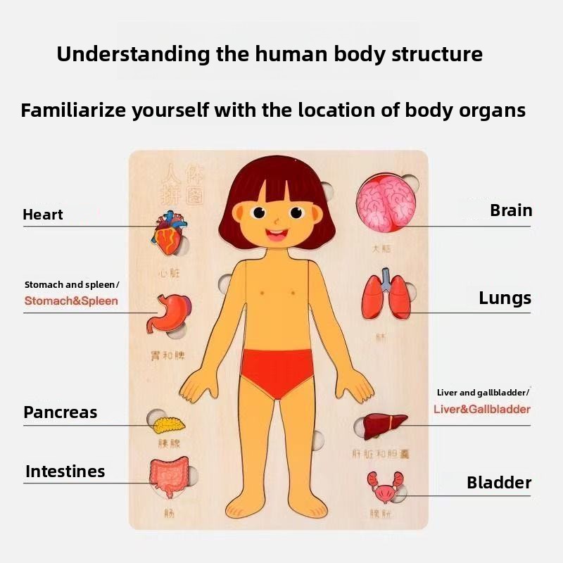 Montessori quebra-cabeças ocup - Human Body Puzzle avaliação e preço