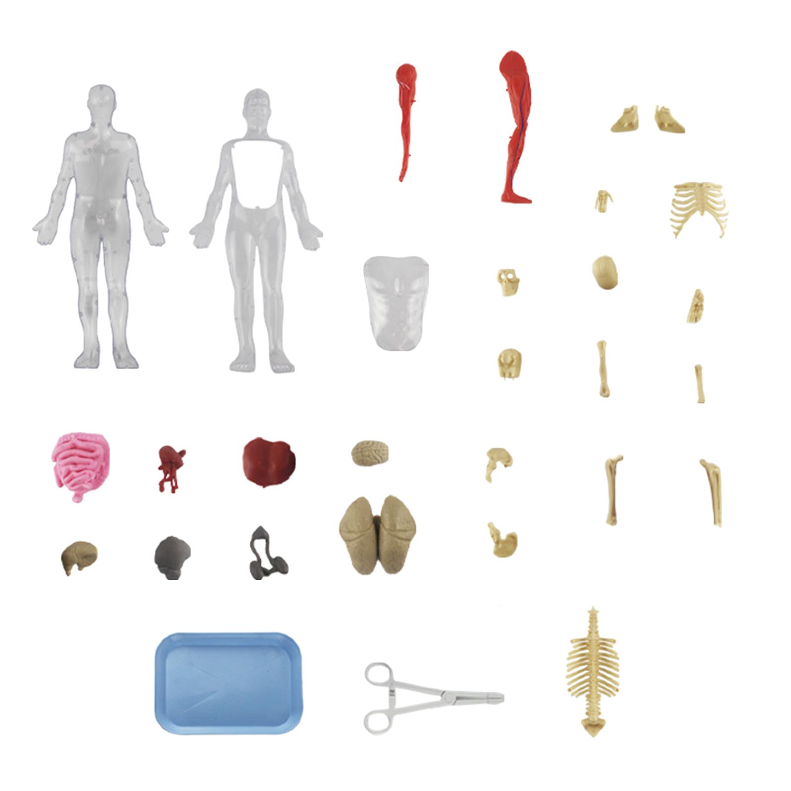 Kits de quebra-cabeça do corpo - Human Body Puzzle avaliação e preço