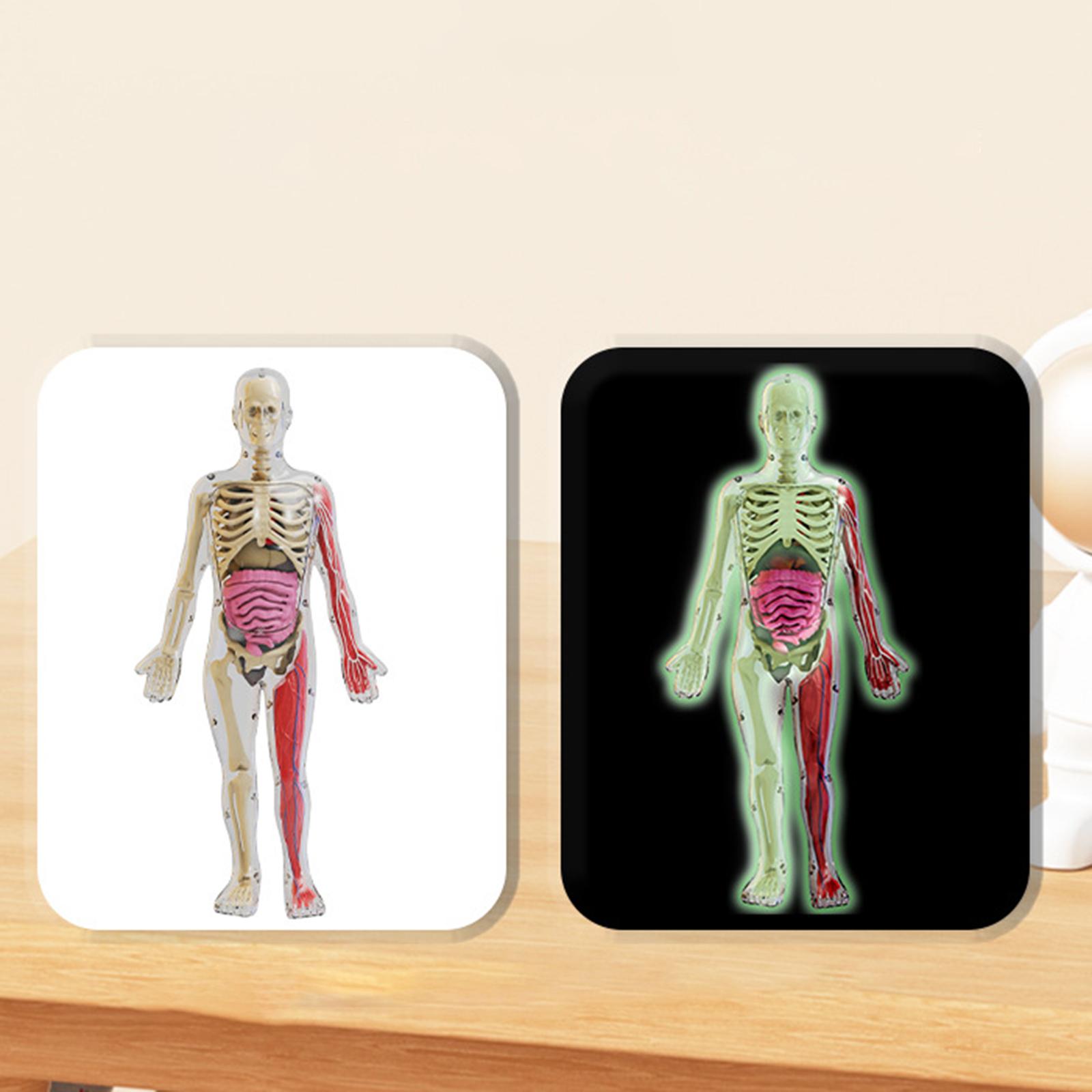 Kits de quebra-cabeça do corpo - Human Body Puzzle avaliação e preço