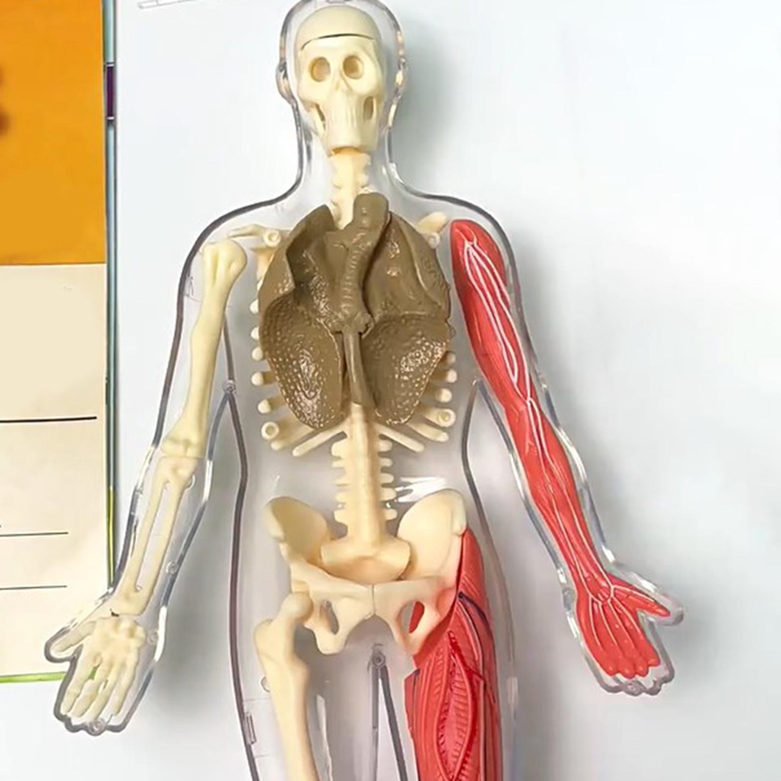 Kits de quebra-cabeça do corpo - Human Body Puzzle avaliação e preço