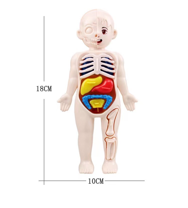 Quebra-Cabeça 3D Montessori 14 - Human Body Puzzle avaliação e preço