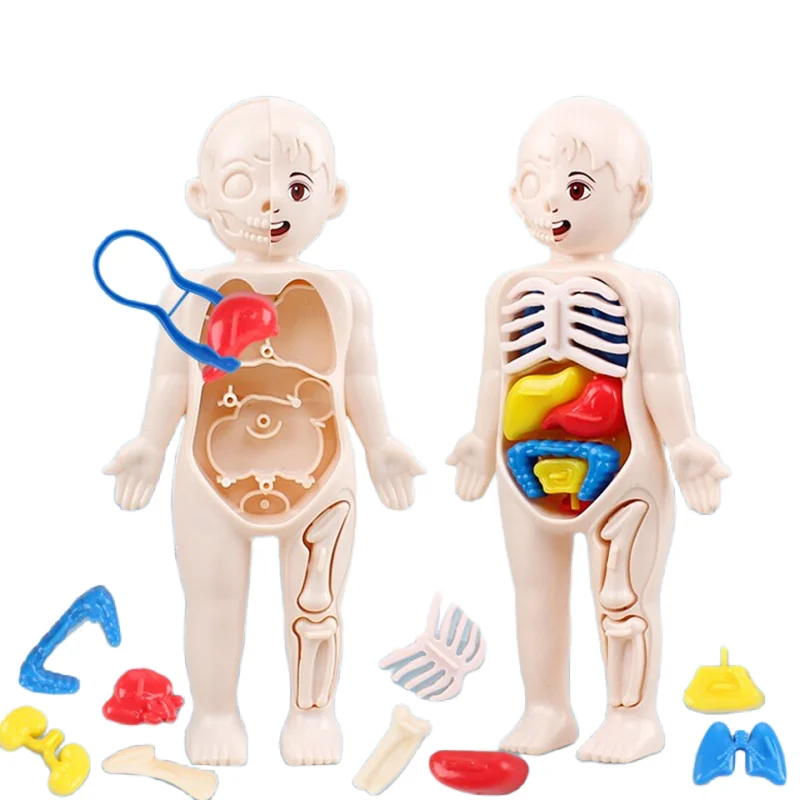 Quebra-Cabeça 3D Montessori 14 - Human Body Puzzle avaliação e preço