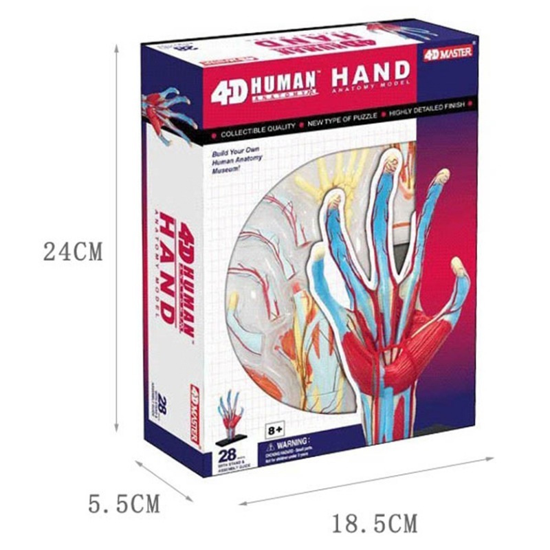 4d mestre mão humana osso músc - Human Body Puzzle avaliação e preço