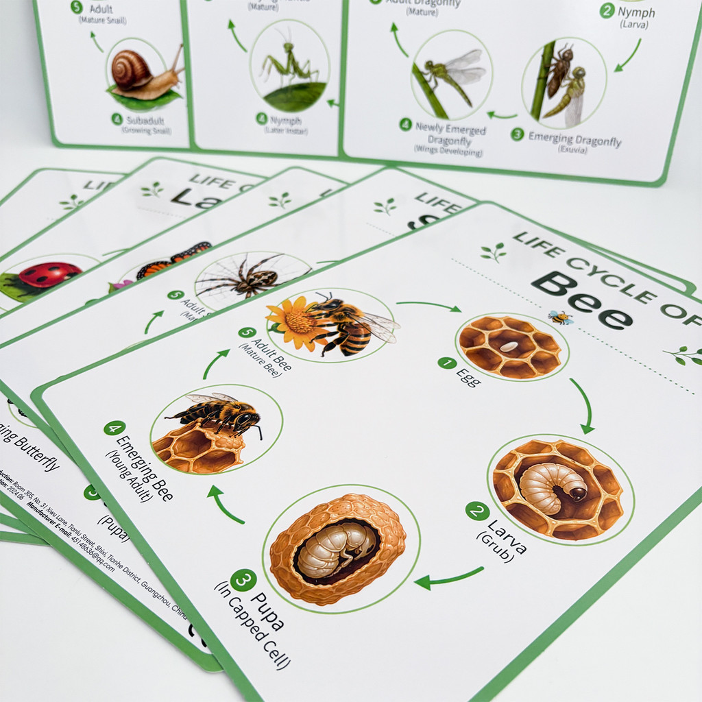 8 Pôsteres Educativos sobre o  - Kids Educational Posters avaliação e preço