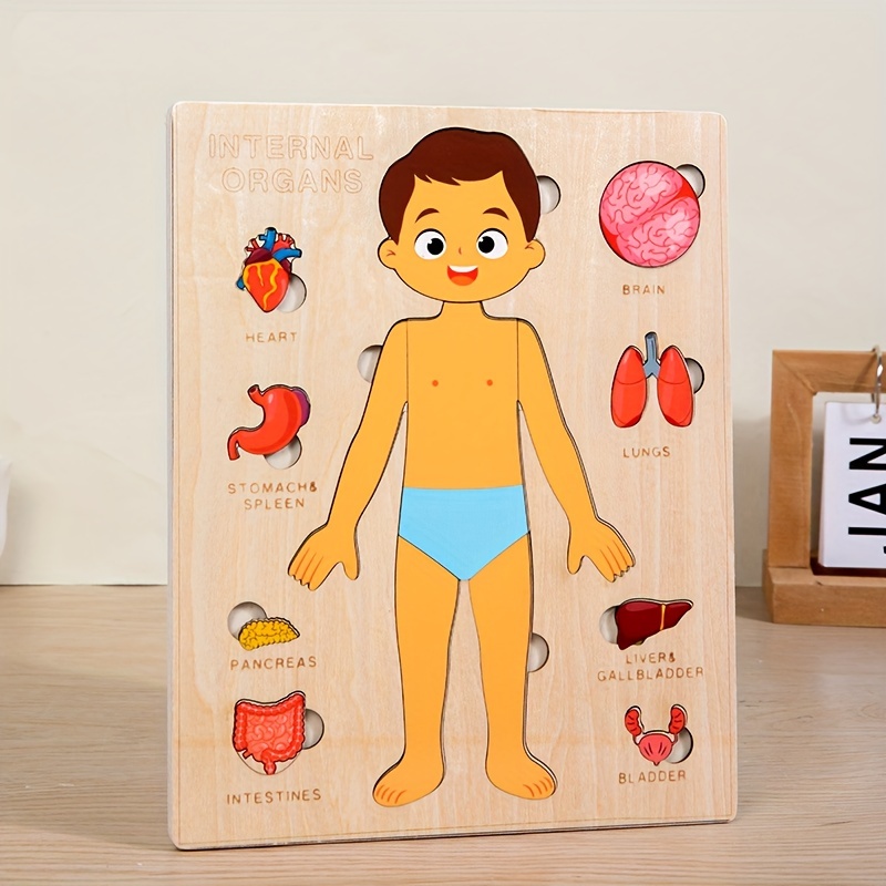 Puzzles de madeira Montessori  - Human Body Puzzle avaliação e preço