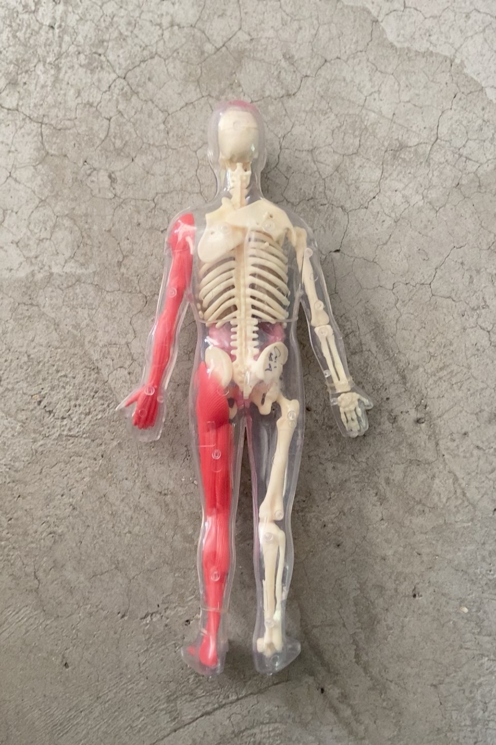 Em Estoque: Modelo de Órgão Hu - Human Body Puzzle avaliação e preço