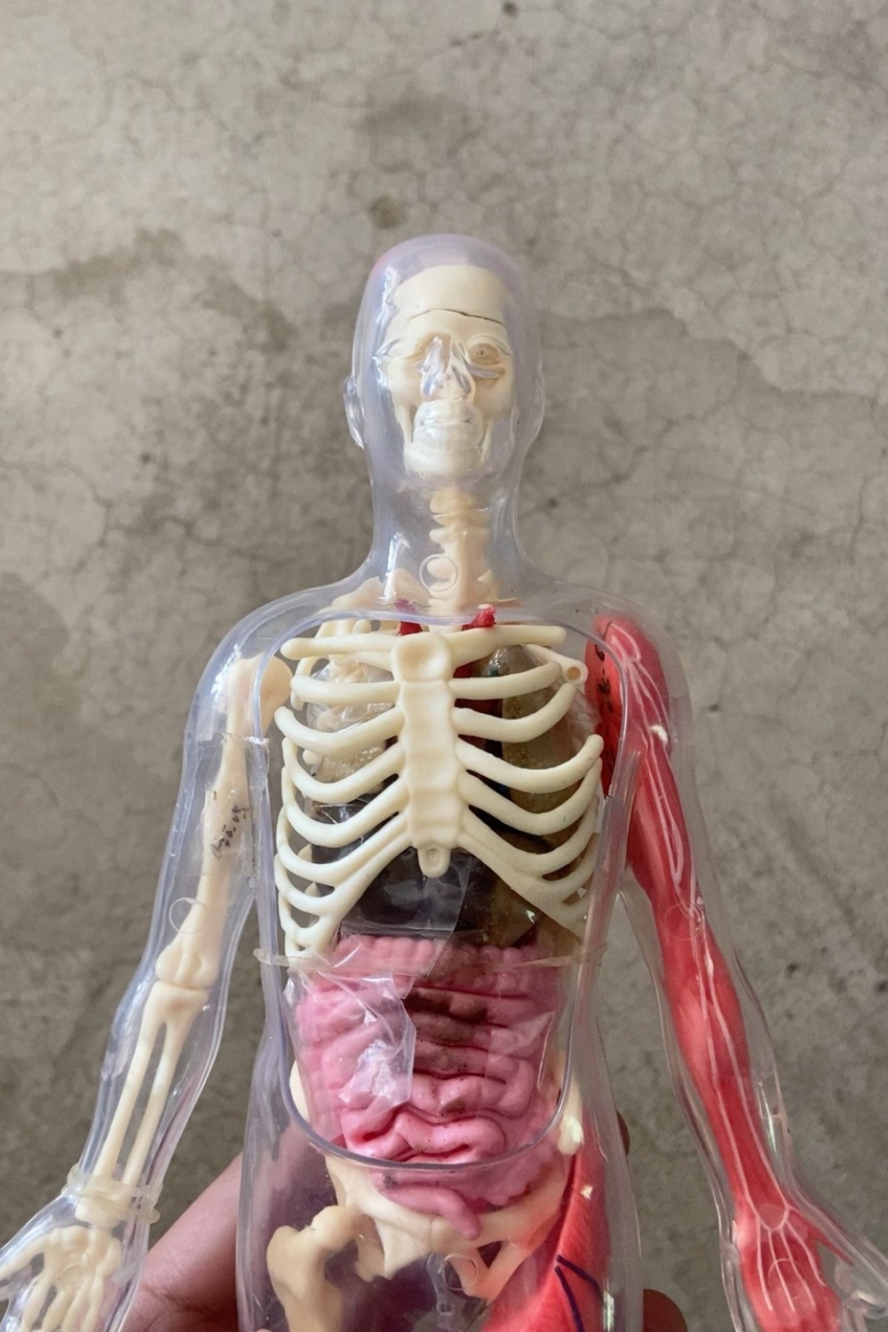 Em Estoque: Modelo de Órgão Hu - Human Body Puzzle avaliação e preço
