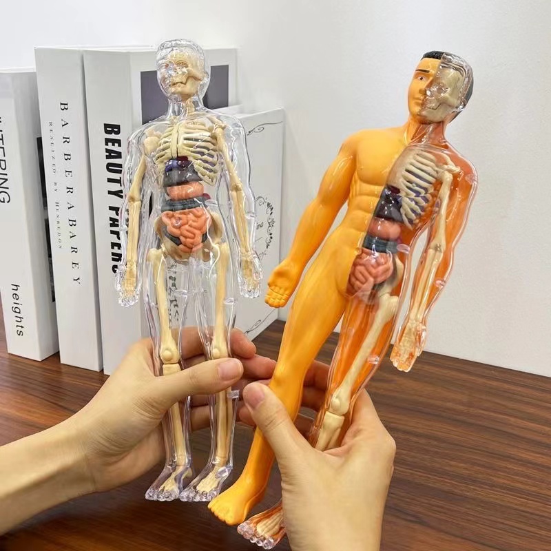 Modelo de torso de corpo human - Human Body Puzzle avaliação e preço