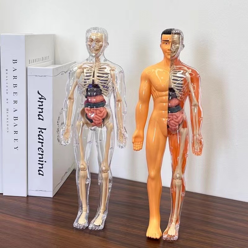 Modelo de torso de corpo human - Human Body Puzzle avaliação e preço
