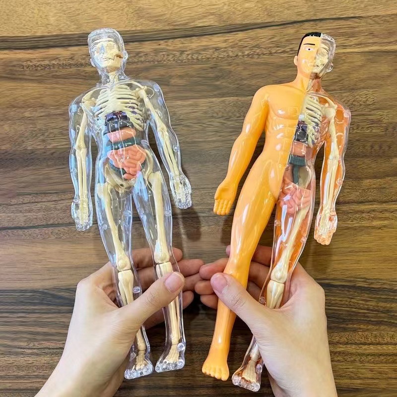 Modelo de torso de corpo human - Human Body Puzzle avaliação e preço