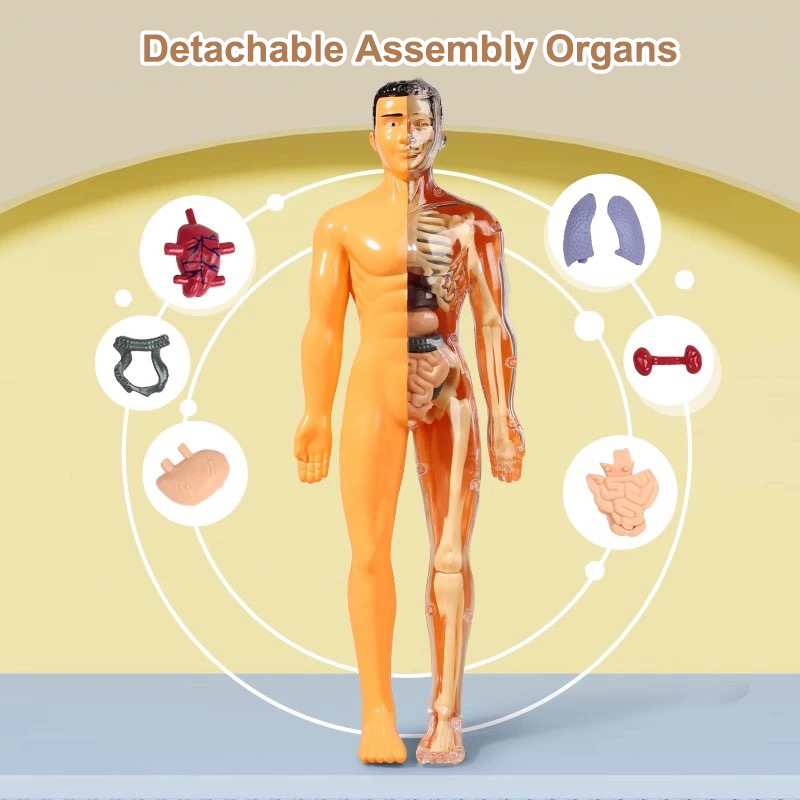 Modelo de torso humano 3d, mod - Human Body Puzzle avaliação e preço